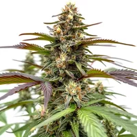 Rainbow - Seeds Pack: 1-samen