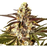 Red Dragon - Seeds Pack: 6-samen