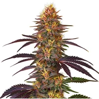 Red Gorilla Auto - Seeds Pack: 6-samen