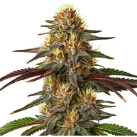 Red Kush Auto - Seeds Pack: 6-samen