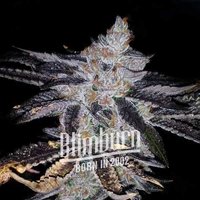 Rock Start - Seeds Pack: 6-samen