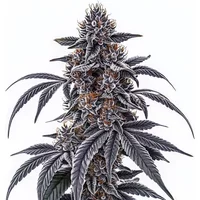 Rosetta Stone - Seeds Pack: 6-samen