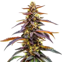 RudeBoi OG F1 - Seeds Pack: 6-samen