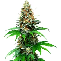 San Fernando Valley Auto - Seeds Pack: 1-samen