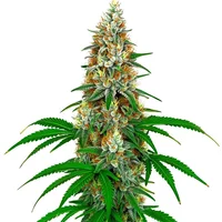 San Fernando Valley Kush - Seeds Pack: 1-samen