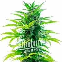 Santa Marta Haze Auto - Seeds Pack: 1-samen