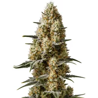 Sherbet Auto - Seeds Pack: 25-samen