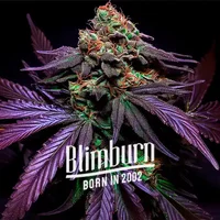 Shiskaberry Cake - Seeds Pack: 1-samen