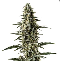 Shiskaberry x Candida Schnellversion CBD - Seeds Pack: 1-samen