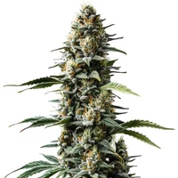 Skunk Auto - Seeds Pack: 1-samen