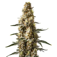 Skunk Kush Auto - Seeds Pack: 1-samen