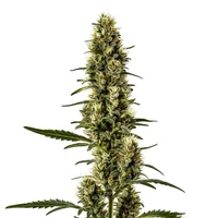 Skunk Regulär - Seeds Pack: 25-samen