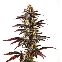 Skunk x Blueberry Schnellversion - Seeds Pack: 1-samen