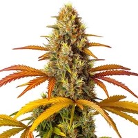 Skunk x Northern Lights Schnellversion - Seeds Pack: 1-samen