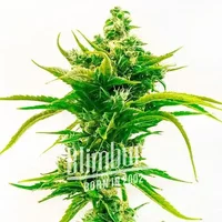 Skunk Diesel - Seeds Pack: 1-samen