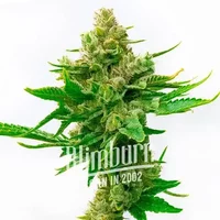 Skunk x Cinderella 99 Schnellversion - Seeds Pack: 1-samen