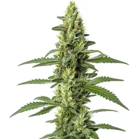 Skywalker Auto - Seeds Pack: 1-samen