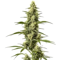 Skywalker Schnellversion - Seeds Pack: 1-samen