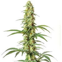 Skywalker Ghost x Triangle Kush - Seeds Pack: 1-samen