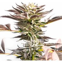 Somango Schnellversion - Seeds Pack: 1-samen