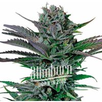 Somango Regulär - Seeds Pack: 1-samen