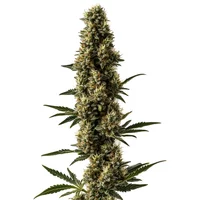 Somango x Sweet Auto - Seeds Pack: 1-samen