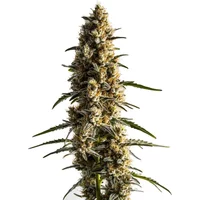 Somango - Seeds Pack: 1-samen