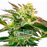 Sour Diesel Kush Regulär - Seeds Pack: 1-samen