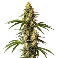 Sour Kush - Seeds Pack: 1-samen