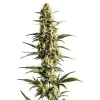 Sour Lemon - Seeds Pack: 1-samen