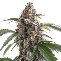 Sour Mac F1 - Seeds Pack: 9-samen
