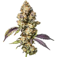 Sour Mac - Seeds Pack: 1-samen