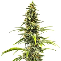 Sour Tsunami - Seeds Pack: 1-samen