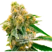 Sour Skies - Seeds Pack: 1-samen