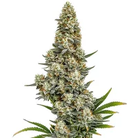 Stardawg Auto - Seeds Pack: 1-samen