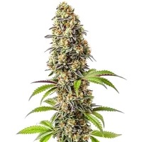 Strawberry - Seeds Pack: 1-samen