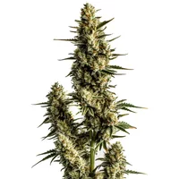 Strawberry Banana Auto - Seeds Pack: 6-samen