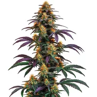 Strawberry Banana Cheese - Seeds Pack: 1-samen
