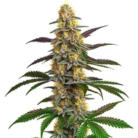 Strawberry Banana - Seeds Pack: 6-samen