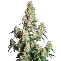 Strawberry Cheese Auto - Seeds Pack: 6-samen