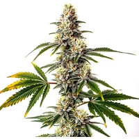 Strawberry Diesel - Seeds Pack: 1-samen