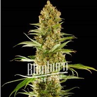 Sugar Fruit - Seeds Pack: 6-samen