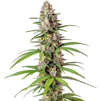 Sugar Haze Schnellversion - Seeds Pack: 6-samen