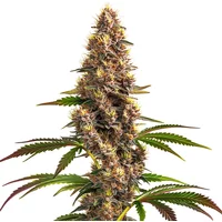 Super Boof Strain - Seeds Pack: 25-samen