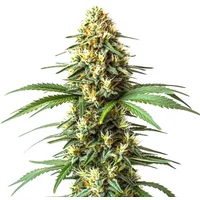 Super Critical (Bilbo) Schnellversion - Seeds Pack: 25-samen