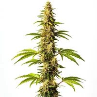 Super Critical - Seeds Pack: 6-samen