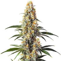 Super Glue - Seeds Pack: 25-samen
