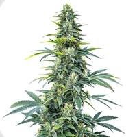 Super Silver Haze Auto - Seeds Pack: 6-samen