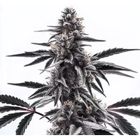 Sweet Black Rose Regulär - Seeds Pack: 6-samen
