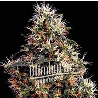 Sweet Kush - Seeds Pack: 3-samen